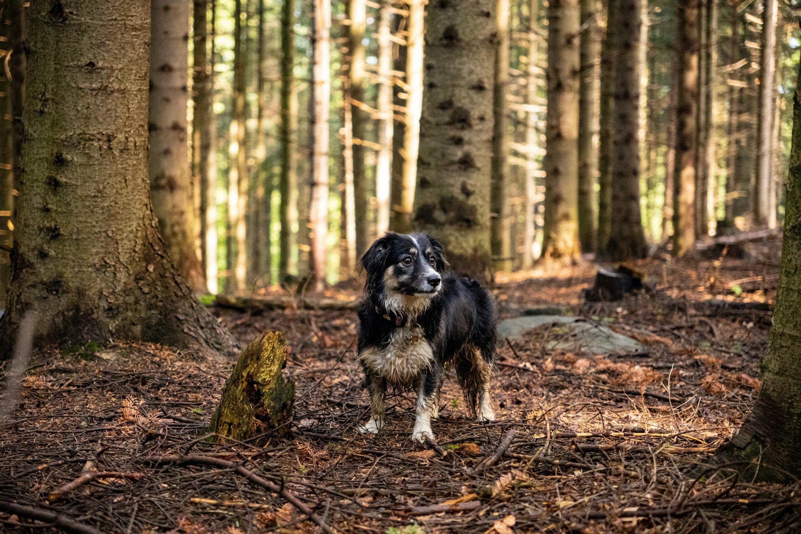 Coping with the loss of a pet